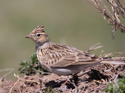 Eurasian Skylark