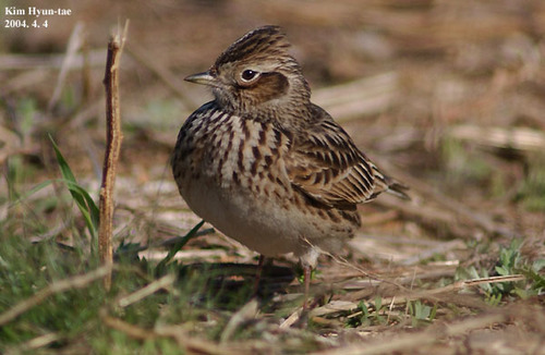 Eurasian Skylark