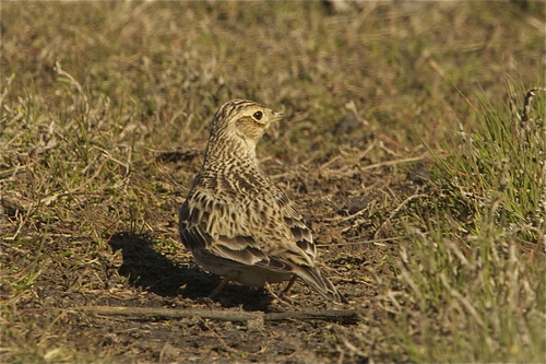 Eurasian Skylark