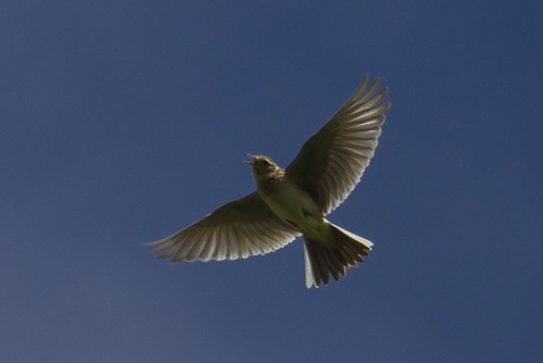 Eurasian Skylark