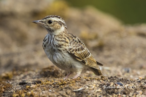 Eurasian Skylark