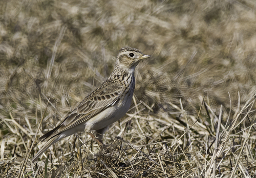Eurasian Skylark