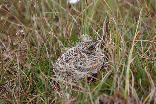 Eurasian Skylark