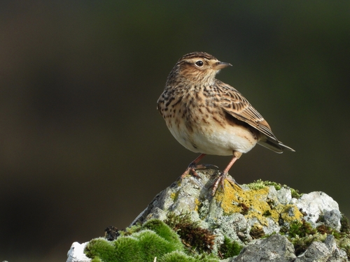 Eurasian Skylark