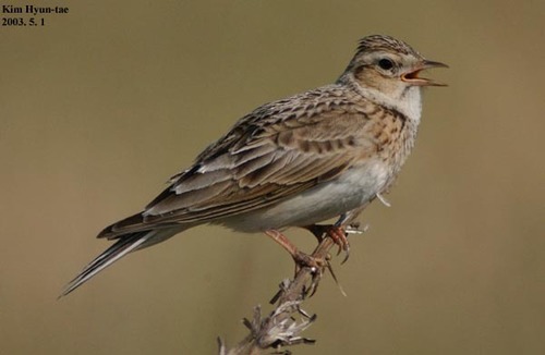 Eurasian Skylark