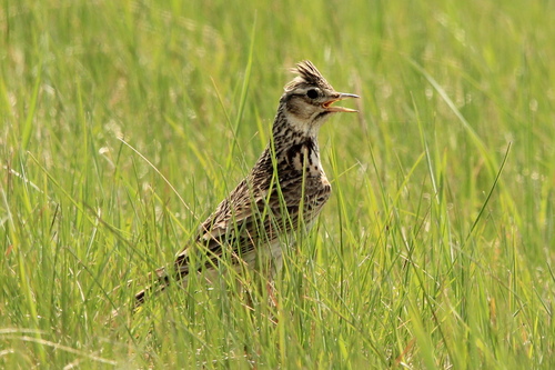 Eurasian Skylark