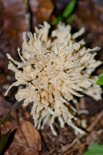 jellied false coral fungus