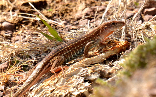 Common Spotted Whiptail