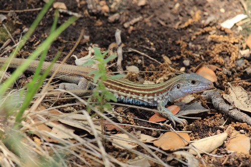 Common Spotted Whiptail