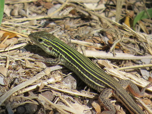 Common Spotted Whiptail