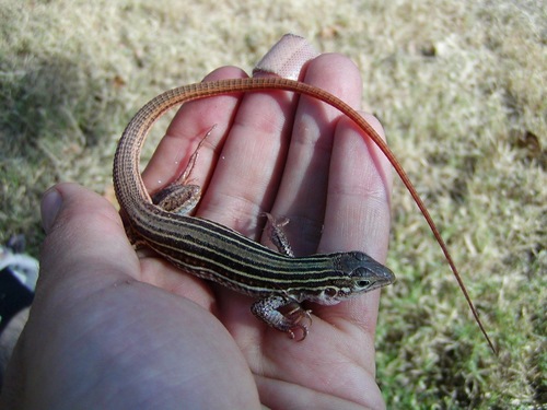 Common Spotted Whiptail
