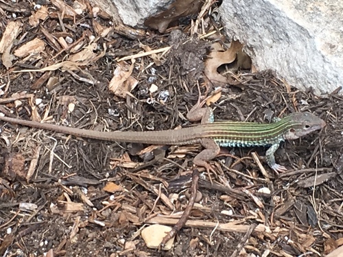 Common Spotted Whiptail