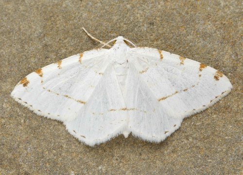 Lesser Maple Spanworm Moth