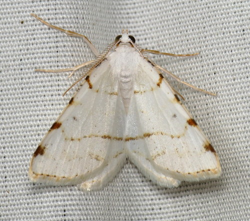 Lesser Maple Spanworm Moth