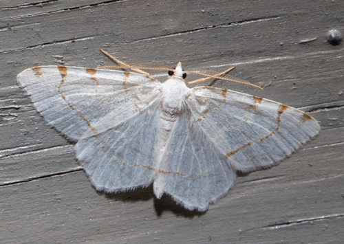 Lesser Maple Spanworm Moth