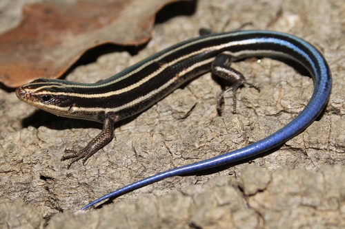 Common Five-lined Skink