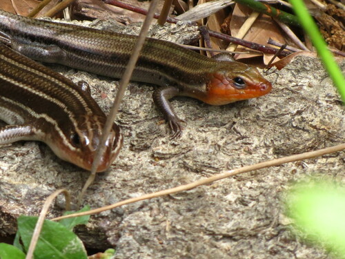 Common Five-lined Skink
