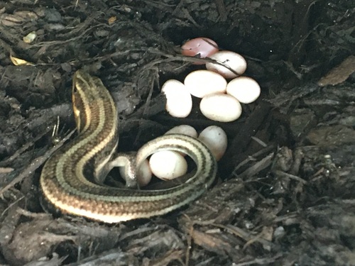 Common Five-lined Skink