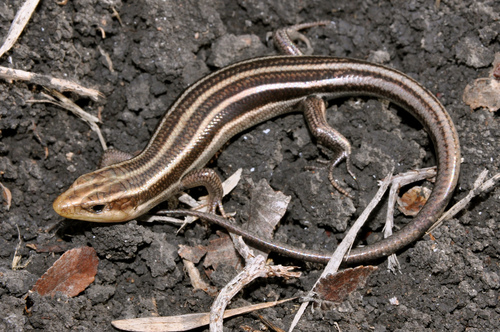 Common Five-lined Skink