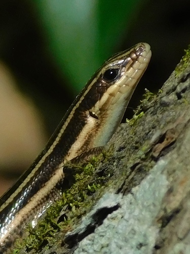 Common Five-lined Skink