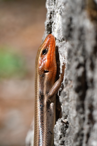 Common Five-lined Skink