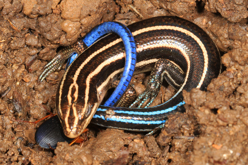 Common Five-lined Skink