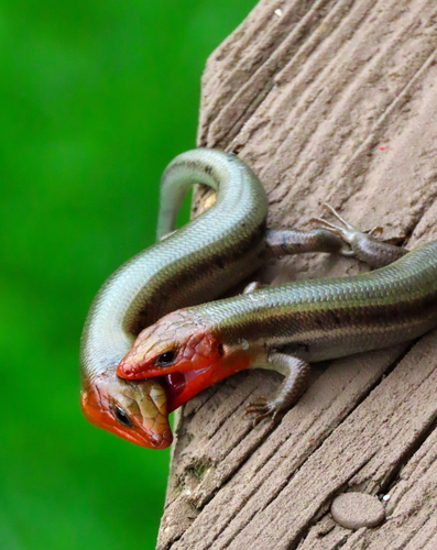 Common Five-lined Skink