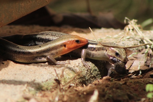 Common Five-lined Skink