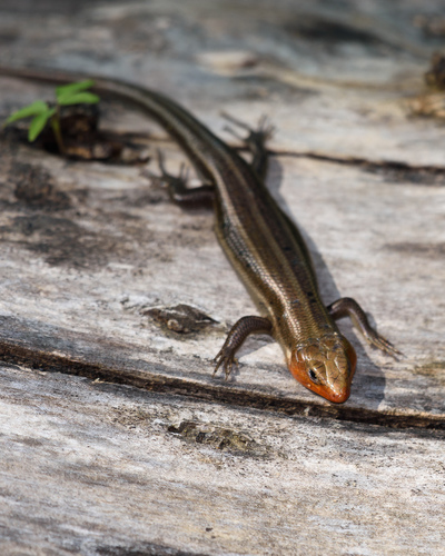 Common Five-lined Skink