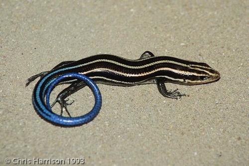 Common Five-lined Skink