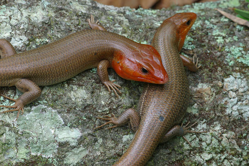 Broad-headed Skink