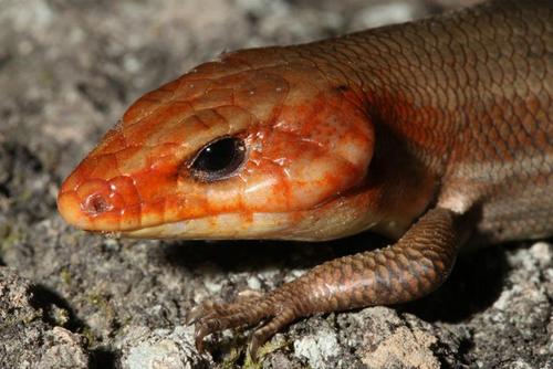 Broad-headed Skink