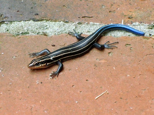 Broad-headed Skink