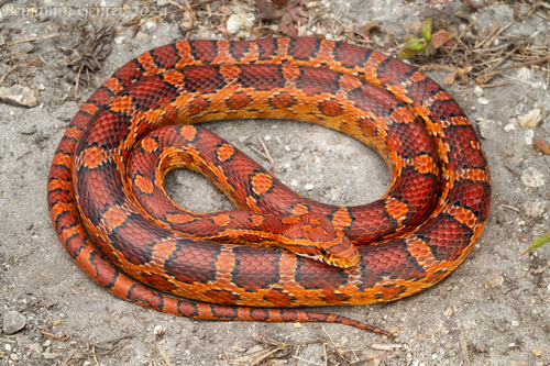 Corn Snake