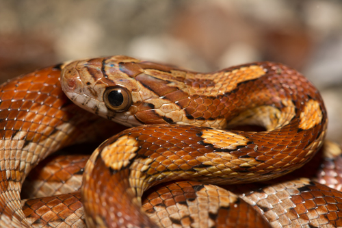 Corn Snake