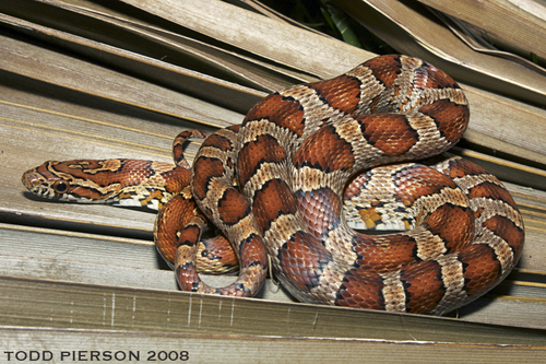 Corn Snake