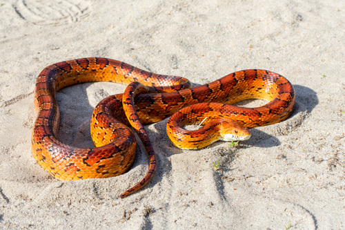 Corn Snake
