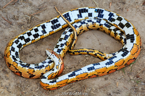 Corn Snake