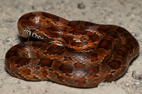Corn Snake
