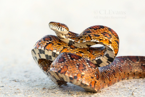 Corn Snake