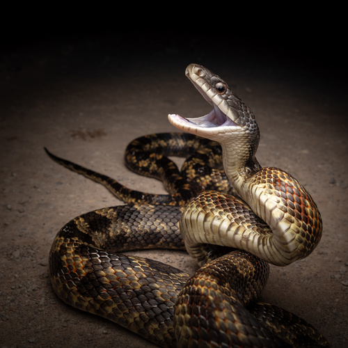 Western Ratsnake