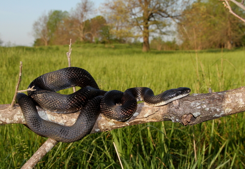 Western Ratsnake