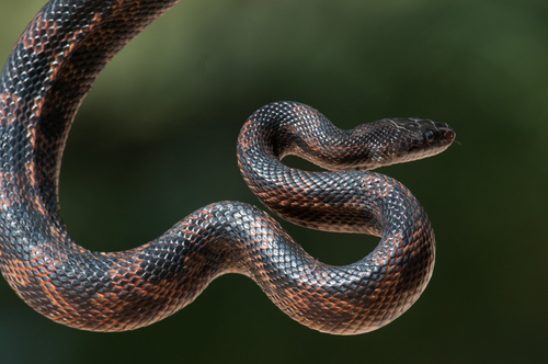 Western Ratsnake