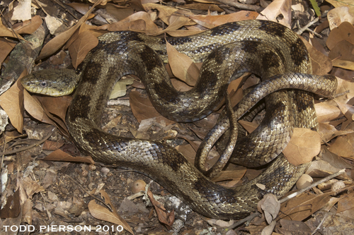 Western Ratsnake