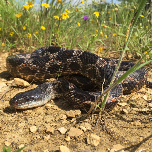 Western Ratsnake