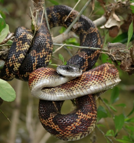 Western Ratsnake