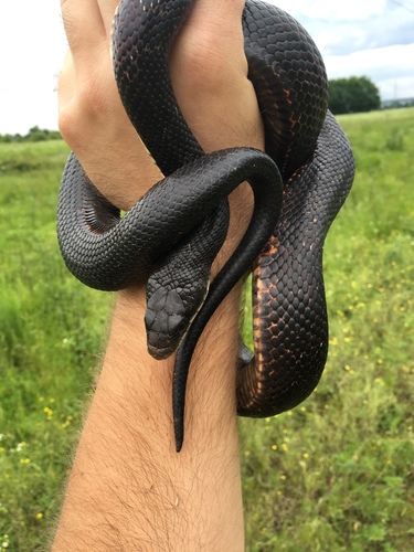 Western Ratsnake
