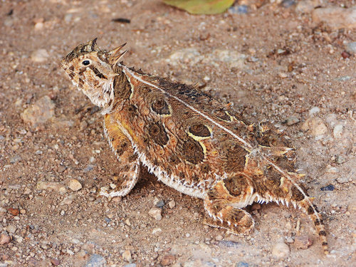Texas Horned Lizard