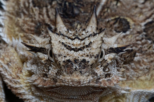 Texas Horned Lizard