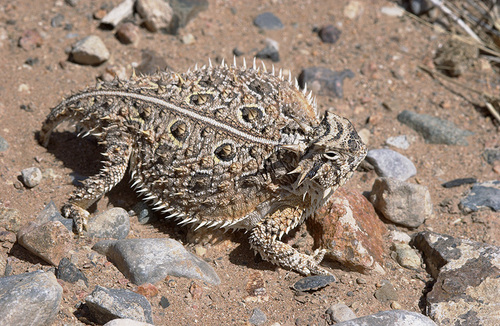 Texas Horned Lizard